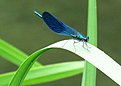 IMG 0054a
