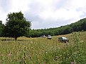 IMG 4809
