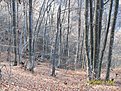 SDC10115