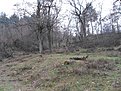 SDC10783