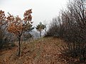 SDC10810