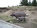 IMG 3771