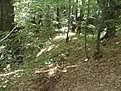 SDC11901