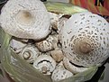 IMG 4798