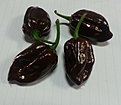 Habanero