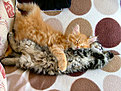Kittens <3 hug