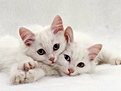 Kittens <3