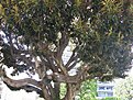 IMG 4490