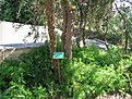 IMG 4509