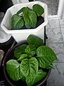 2013 07 01 20.25.05