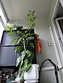 DSC00079