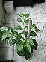 DSC00080