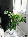 DSC00081