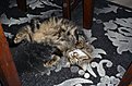 P1060617res