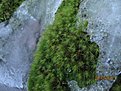 IMG 7153