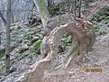 IMG 7241