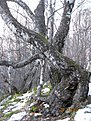 IMG 7250