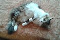 Мацинката моя