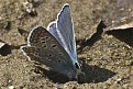 DSC 7625http://www.offroad-bulgaria.com/album.php?albumid=3529&attachmentid=805009