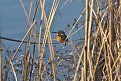 DSC 9619http://www.offroad-bulgaria.com/album.php?albumid=3529&attachmentid=805064