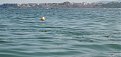 IMG 0118 A