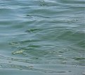 IMG 0159 A