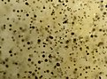 IMG 0009 C