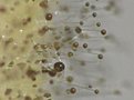 IMG 0022 C