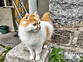 Котараната на Заврачица.